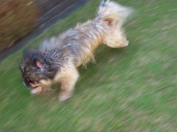 Pekingeser Lady (Putte) - Så tager jeg lige en løbe tur efter et bad. det er kommet en masse ny energi til. billede 8