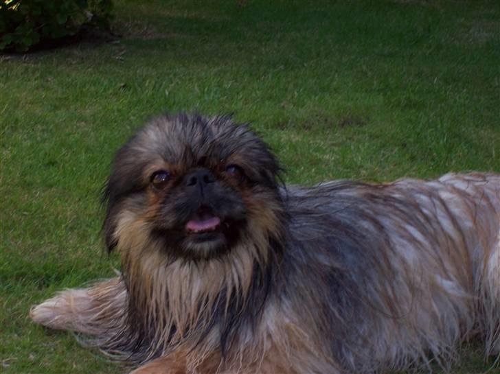 Pekingeser Lady (Putte) - Nu er jeg lige blevet vasket, jeg nyder at ruller mig efter sådan en tur billede 9