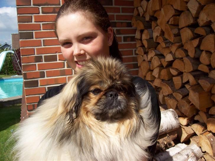 Pekingeser Lady (Putte) billede 10