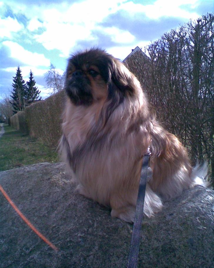 Pekingeser Lady (Putte) - Her sidder hun som fotomodel på en sten  billede 11