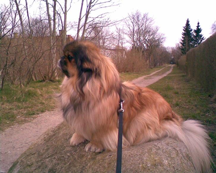 Pekingeser Lady (Putte) - her er hun også model billede 12