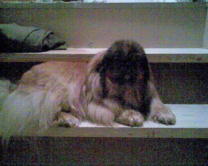 Pekingeser Lady (Putte) - På det tidspunkt her, kunne hun ikke gå ned af trapperne billede 13