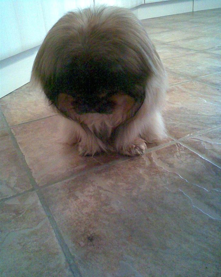 Pekingeser Lady (Putte) - Her jagter damen edderkopper på mors gulb billede 14