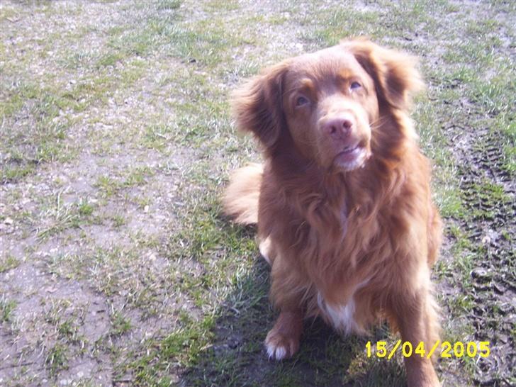 Nova scotia duck tolling retriever "Bimmer" billede 1