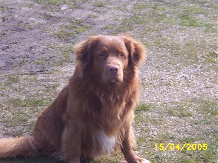 Nova scotia duck tolling retriever "Bimmer" billede 5