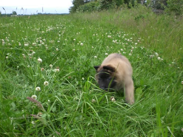 Belgisk hyrdehund Benisakura  billede 10