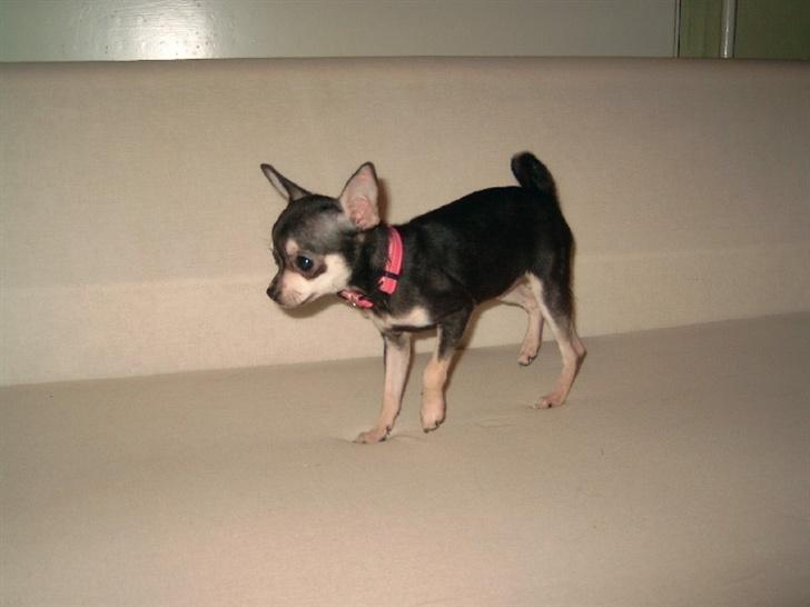 Chihuahua Óhegyi de-lux Emma - Her er jeg bare en lille baby.. billede 4