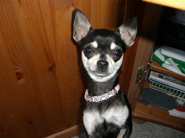 Chihuahua Óhegyi de-lux Emma - Hvad laver du mor?? billede 5