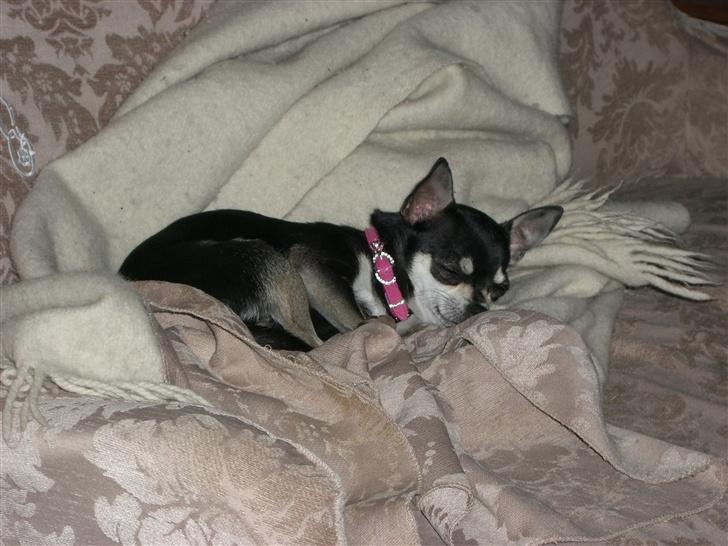 Chihuahua Óhegyi de-lux Emma - ahr... dejligt med en slapper... billede 6