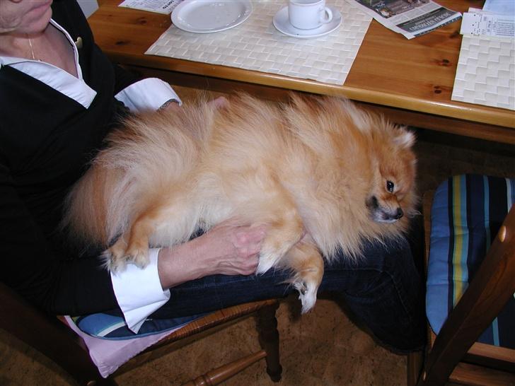 Pomeranian Topsy's Balou billede 13