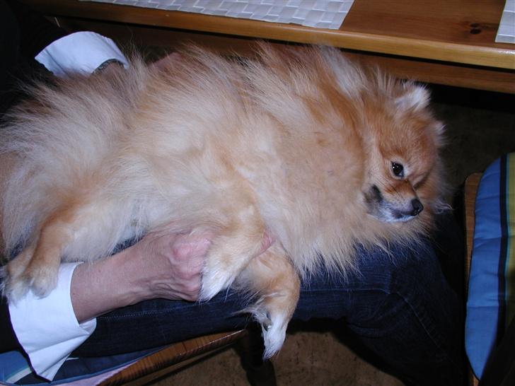 Pomeranian Topsy's Balou billede 14