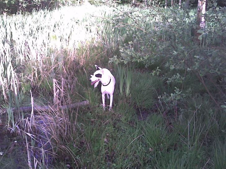 Blanding af racer Telly Boo - Telly i skoven :D billede 14