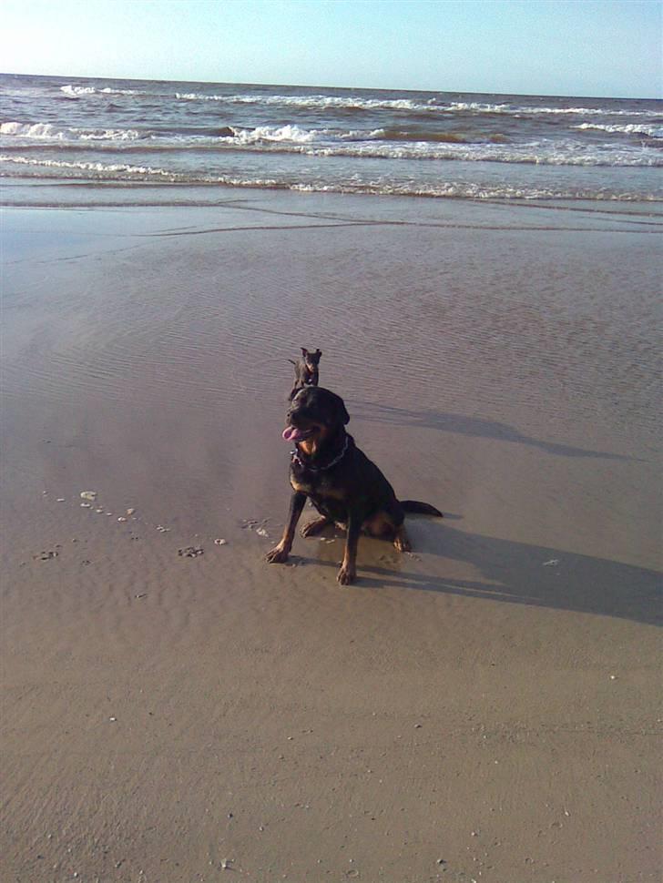 Rottweiler Bailey * R.I.P * billede 8