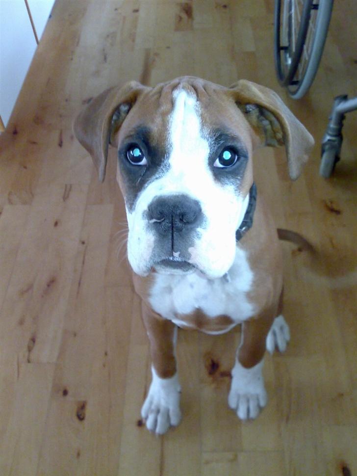 Boxer Matilde - HEJ!!! billede 6