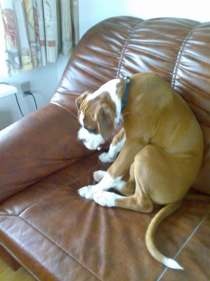 Boxer Matilde - Det er god at sidde i sofaen..:) billede 7
