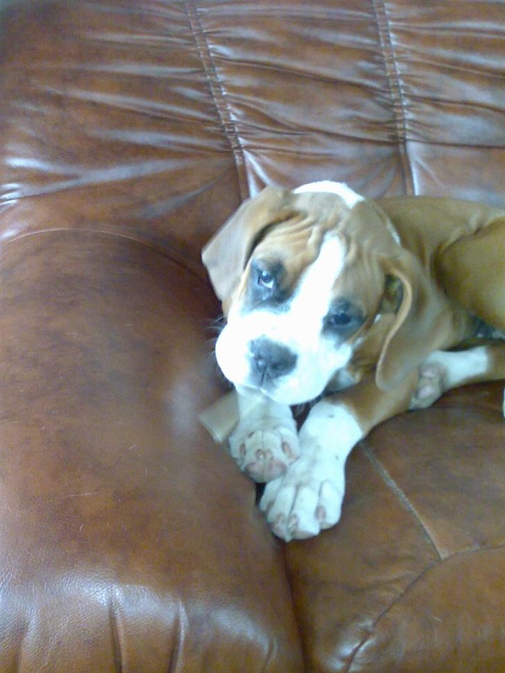 Boxer Matilde - det er god med en bette pind. billede 8