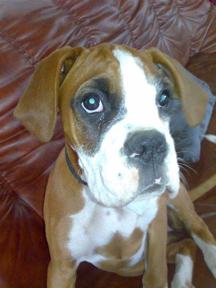 Boxer Matilde - bøh Tilde.. billede 9