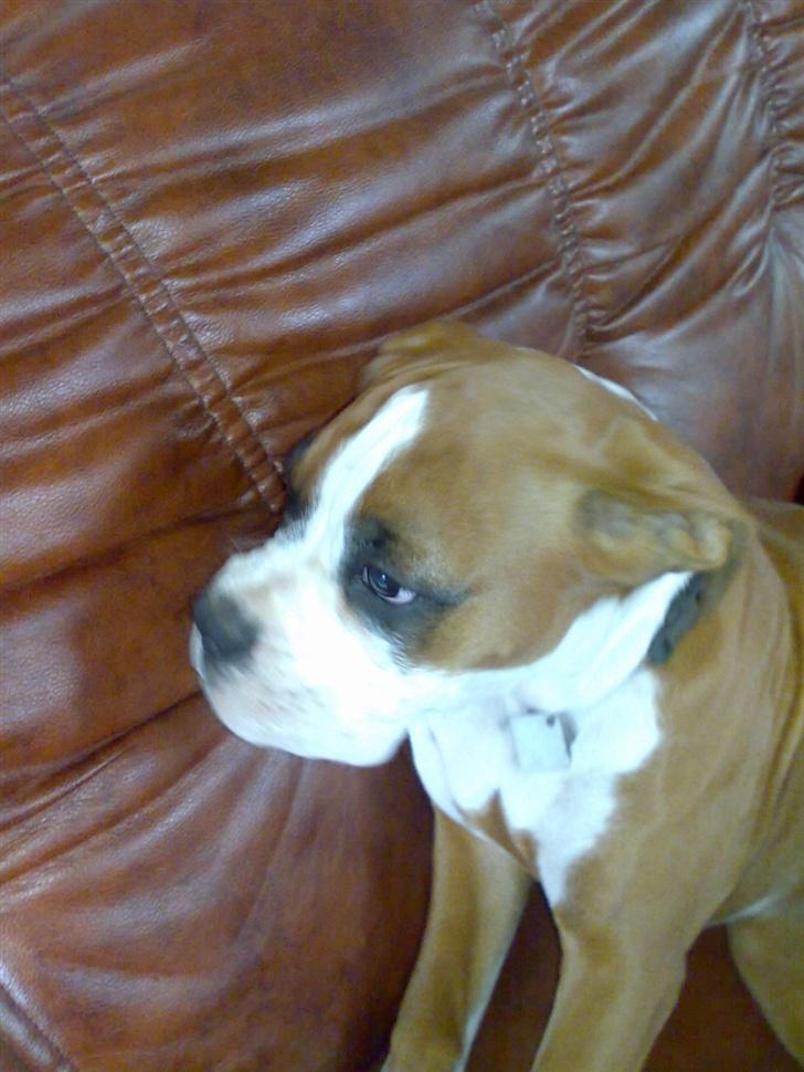 Boxer Matilde billede 10