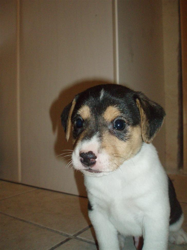 Dansk svensk gaardhund Felix - Heej, jeg hedder Felix og her er jeg 6 uger gammel. hehe :o) billede 11