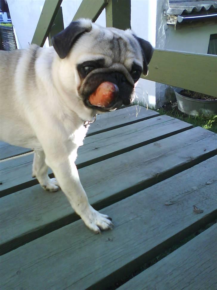 Mops Frede... - Her er min lille frække Frede 7uger gammel,.. billede 2