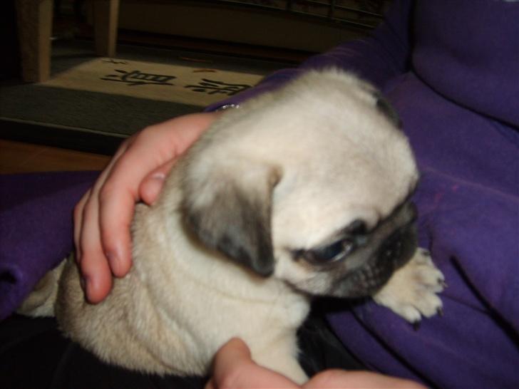 Mops Frede... - En lille træt hvalp.. billede 3