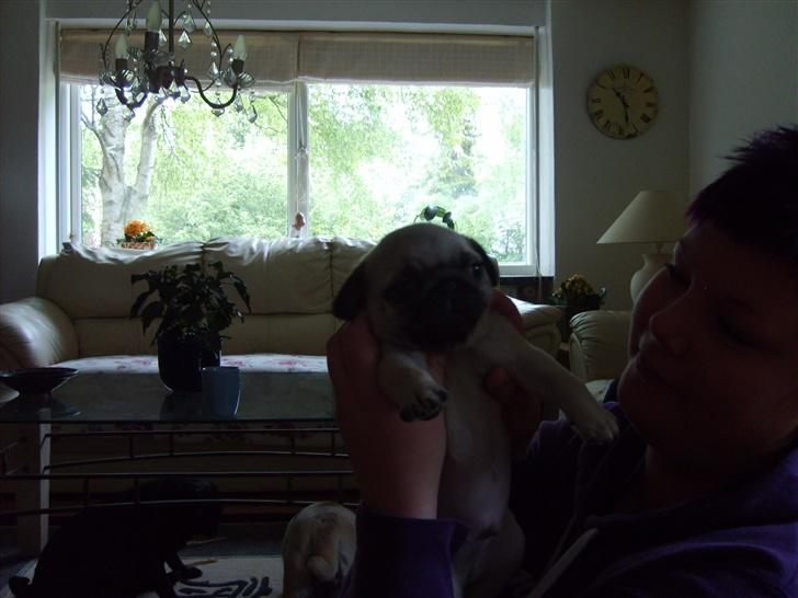 Mops Frede... - Stor dreng.. billede 5