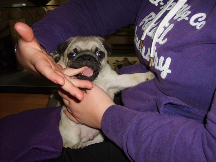 Mops Frede... - Bide det er det bedste han ved.. billede 6