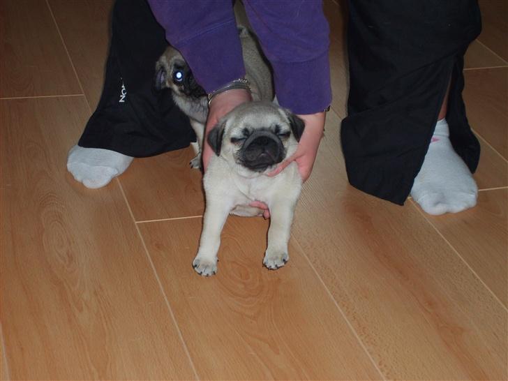 Mops Frede... - Er så træt, mor må holde mig.. billede 8