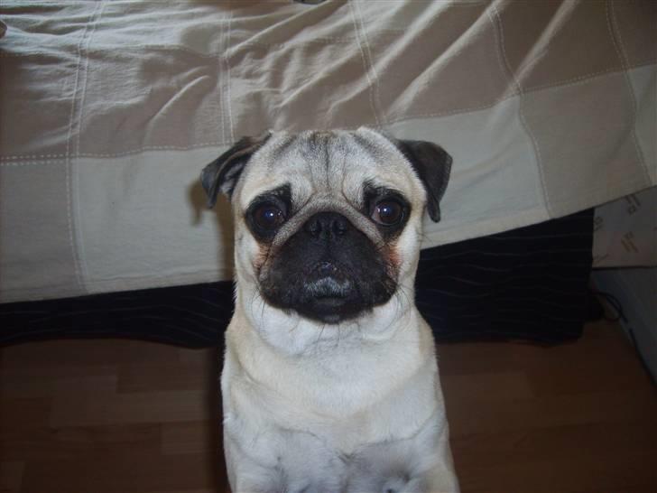 Mops Frede... - Mór du skal altså løfte mig..  billede 9