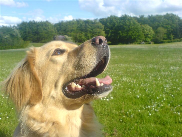 Blanding af racer Felix  - Felix maj 07 billede 17