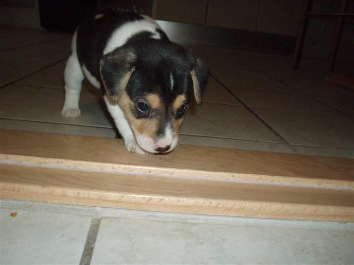 Dansk svensk gaardhund Felix - Bare rolig, jeg skal nok finde jer... billede 12