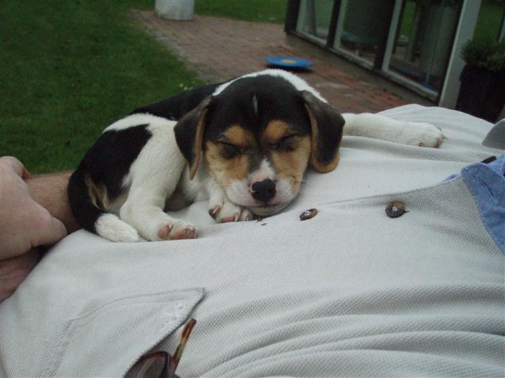 Dansk svensk gaardhund Felix - Tager lige en slapper på fars store mave. hihi... billede 13