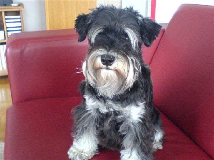 Dvaergschnauzer Kivi billede 1