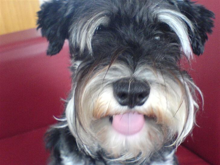 Dvaergschnauzer Kivi billede 2