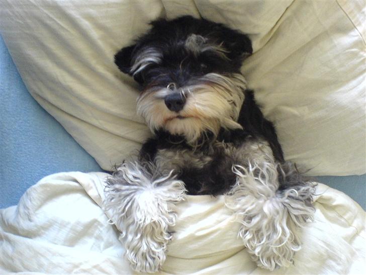 Dvaergschnauzer Kivi - Kivi elsker at ligge under dynen billede 3