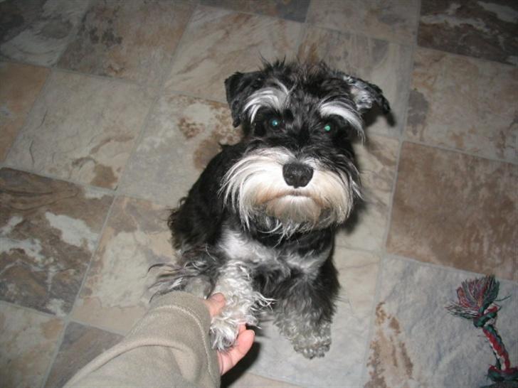 Dvaergschnauzer Kivi - hvor er hun god til at give pote billede 4