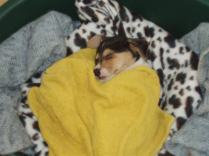 Dansk svensk gaardhund Felix - Har lige trukket tæppet over, frøs nemlig lidt. :o) billede 14