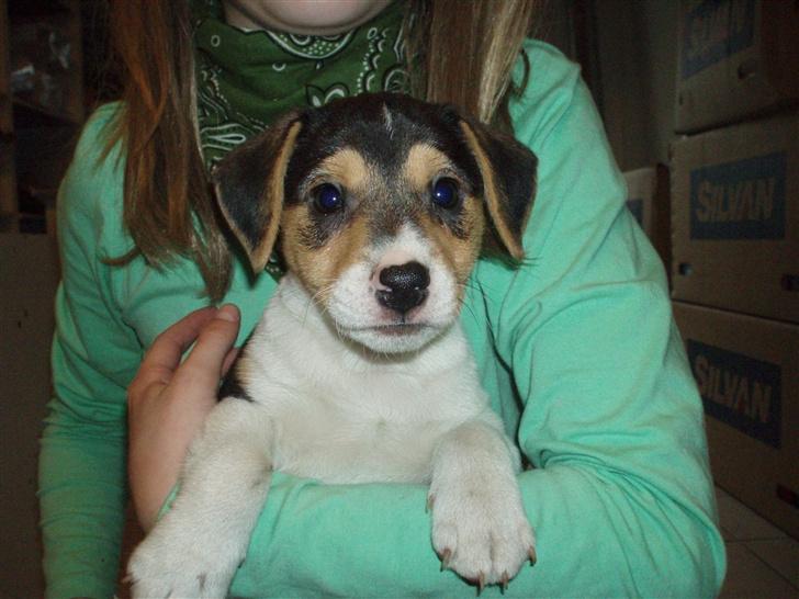 Dansk svensk gaardhund Felix - Så er jeg klar til at blive hentet. hehe... billede 15