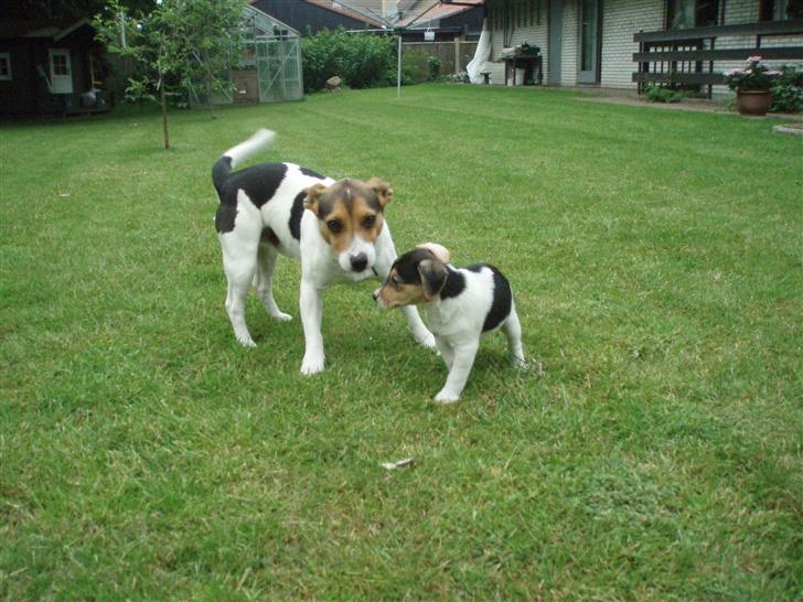 Dansk svensk gaardhund Felix - Første møde med FAR... billede 16