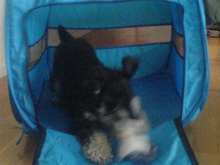 Dvaergschnauzer Kivi - ja hun elsker jo sit legertøj ;p heh billede 6