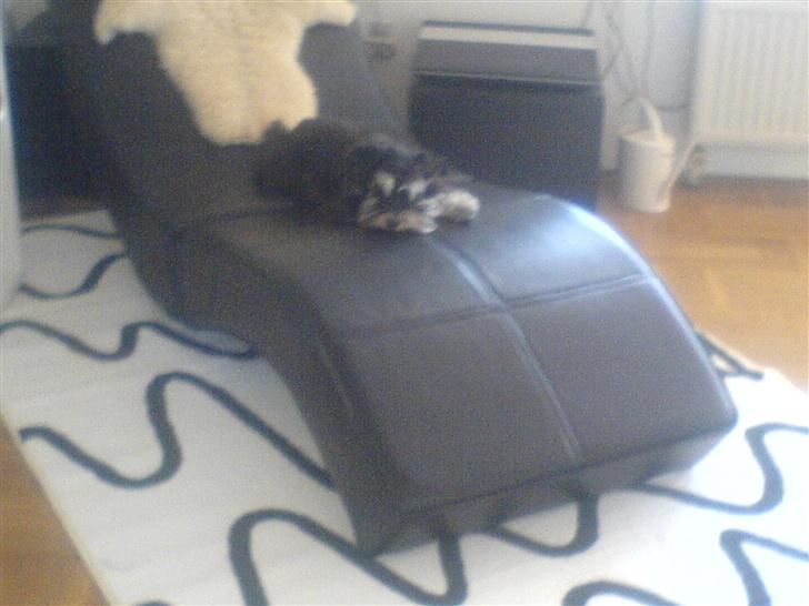 Dvaergschnauzer Kivi - det er min stol billede 7