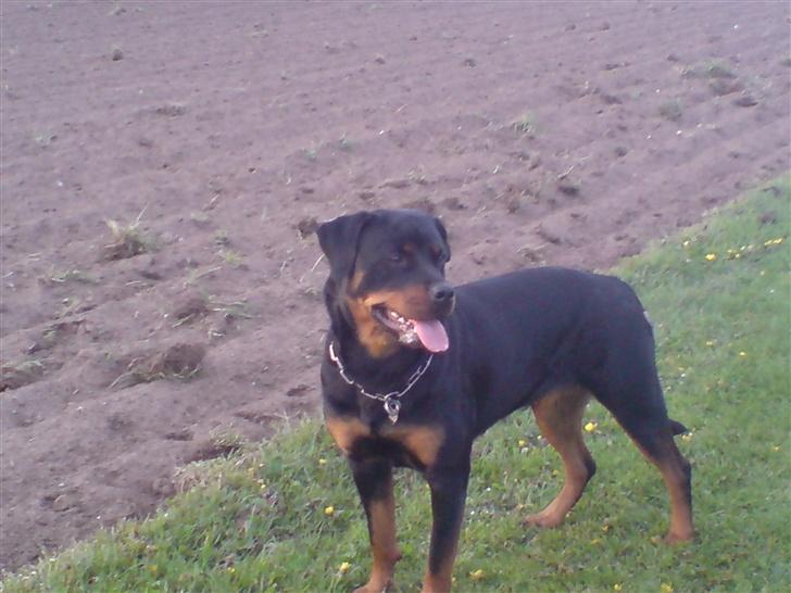 Rottweiler Bailey * R.I.P * billede 9