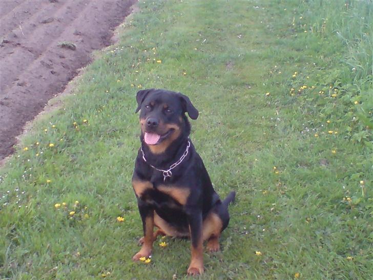 Rottweiler Bailey * R.I.P * billede 10