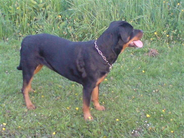 Rottweiler Bailey * R.I.P * billede 11