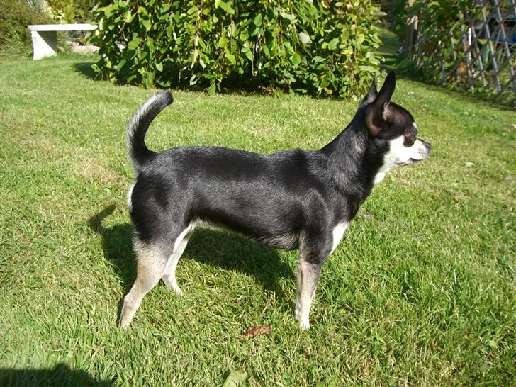 Chihuahua Óhegyi de-lux Emma - Skønt at sidde her med Amalie.. billede 7