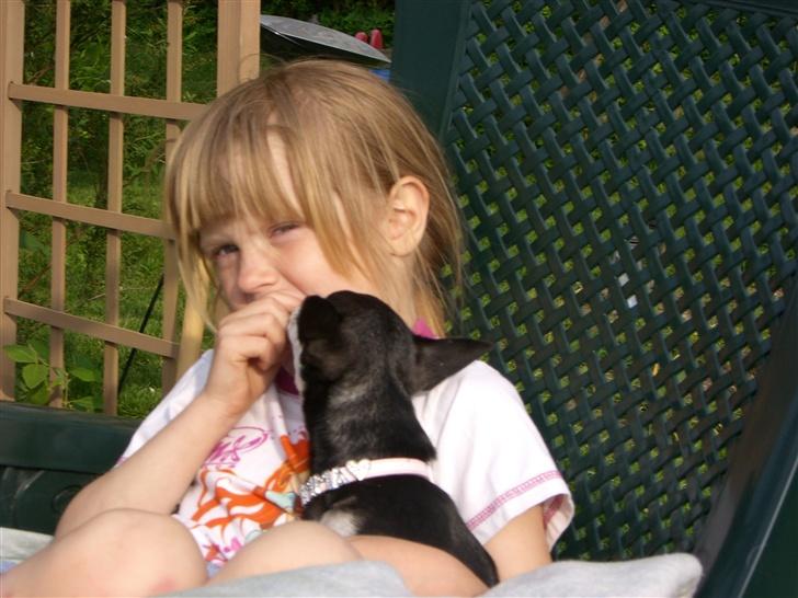 Chihuahua Óhegyi de-lux Emma - HVAD.... spiser du flæskesvær?? gi´ en... billede 8