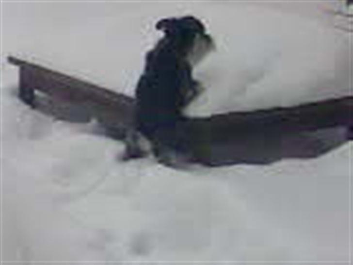 Dvaergschnauzer Kivi - hun elsker sne billede 8