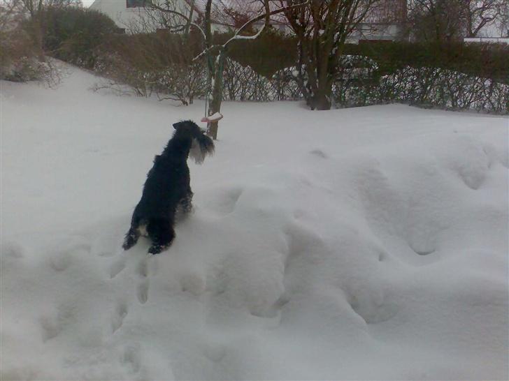 Dvaergschnauzer Kivi - jubiiii sne billede 9