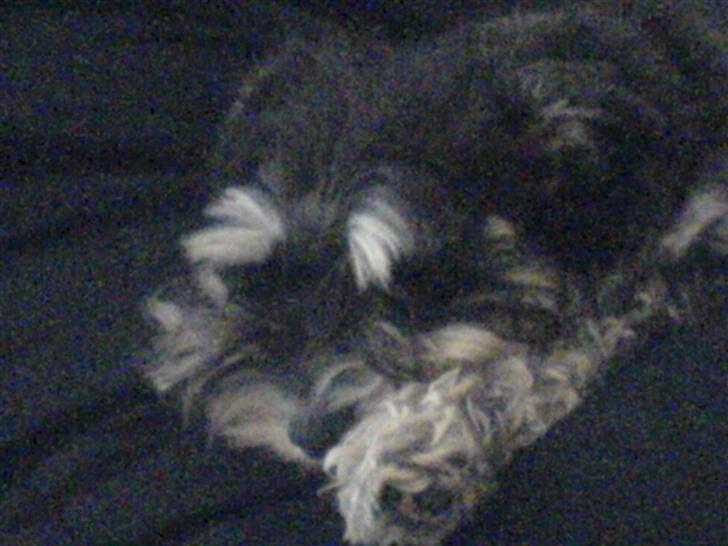 Dvaergschnauzer Kivi - ZZzzzzz billede 10