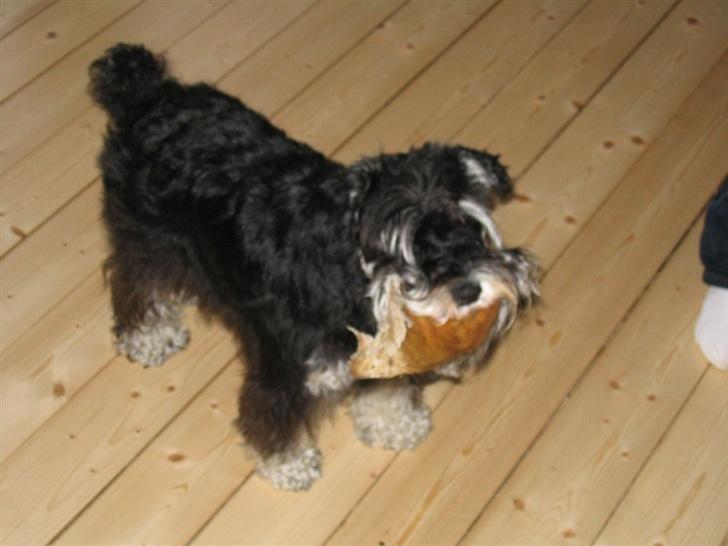 Dvaergschnauzer Kivi - mums griseøre billede 11